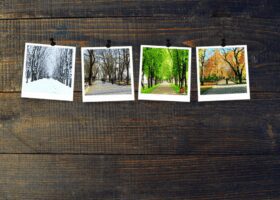 Hardwood with photos of the seasons changing
