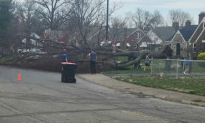 Tree Fallen on Street after Storm